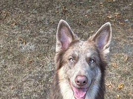 Kc registered Isabella & tan German shepherd female