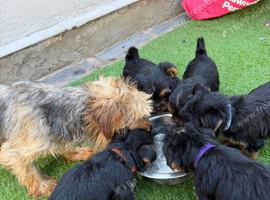 Yorkshire terrier puppies