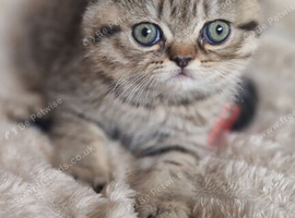 4 beautiful exotic x kittens