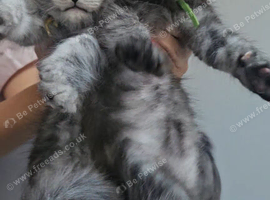 TICA Registered Maine Coon Kittens.