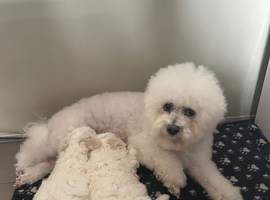Bichon Frise Puppies