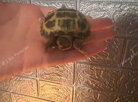 Stunning baby horseflied tortoises