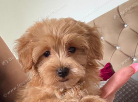 BEAUTIFUL KOREAN MALTIPOO GIRL. EXTRA MINI!!