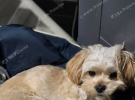 Bicton frise cavapoo