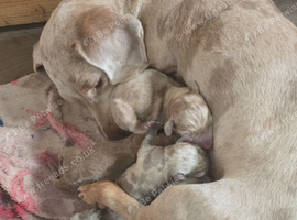 Pet priced miniature dachshunds