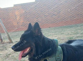 German shepherd