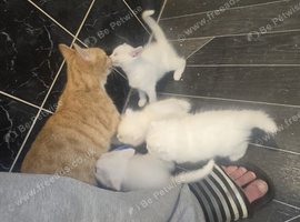 White kittens
