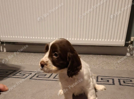 Sprocker puppies