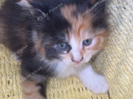 Kittens