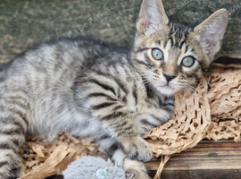 Bengal/Siamese/maine coon mix