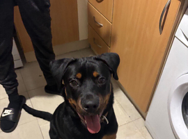 30 week Rottweiler