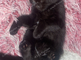 Kittens