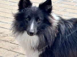 Beautiful  black bi Shetland sheepdog girl