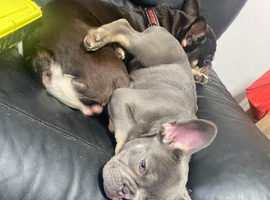 French Bulldog Puppy