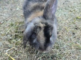 Angora X Mini Lop Bunnies
