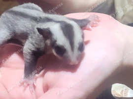 Rare WF Blonde Sugar Glider Joey - Gorgeous High-Contrast Markings