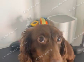 KC mini dachshund long hair girl