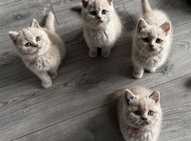 Beautiful British Shorthaired Kittens