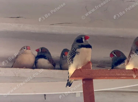 Finches to buy