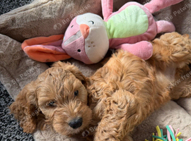 cockapoo boy Alfie