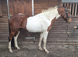 Bib 15.1hh Registered Standardbred 6 years old
