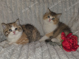 2 unusual british shorthair girls