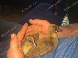 6 ducklings looking for new home
