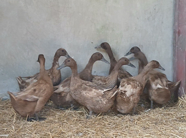 Khaki Campbell female ducks