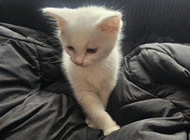 Beautiful white British short-hair kitten