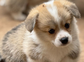 Champion Sired Corgi pembroke puppies available