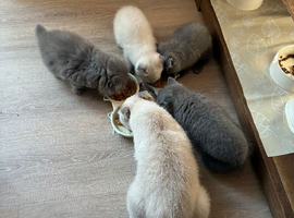 Scottish fold kittens