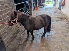 Registered miniature Shetland mare