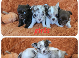 Long haired Chocolate & Chocolate Merle puppies