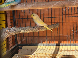 Budgies