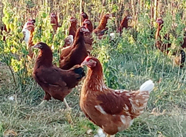 Lohmann Brown Hybrid pullets POL
