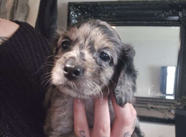 Beautiful merle cockerpoo