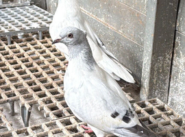 AFGHAN PIGEONS