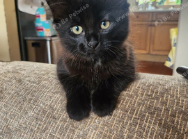 2 Black Female Kittens