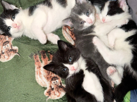 4 loving beautiful kittens ready 15th