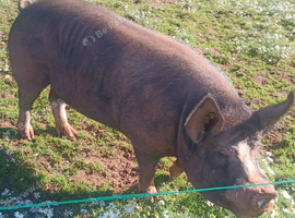 wanted saddleback breeding boar