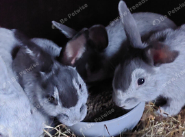 Argente Bleu & Noir buck and doe babies for sale