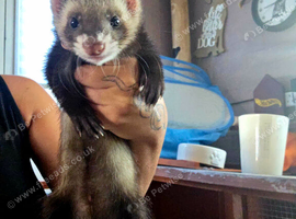 2 ferrets needing homes