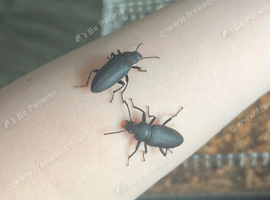 Zophobas morio (Morio darkling beetles)