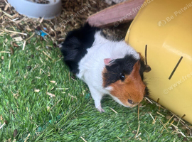 2 male Guinea pigs and cage if wanted