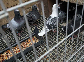 Racing pigeons in Cumbernauld