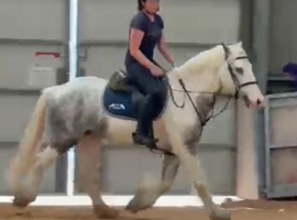 15hh | 5-Year-Old Cob Gelding