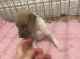 Beautiful pedigree whippet puppies