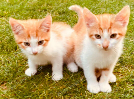 6 kittens for sale
