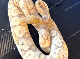 3 Ball pythons