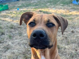 Rottweiler/mastiff puppy looking for a loving home